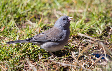 Fototapeta premium Junco in grass