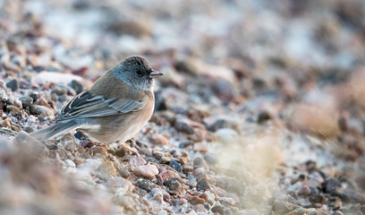 Junco in grass