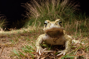 wide angle male Natterjack toad (Epidalea calamita)