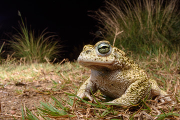 wide angle male Natterjack toad (Epidalea calamita)