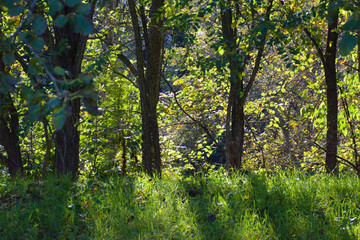 the colors of autumn. green yellow red: these are the colors of the leaves