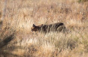 western lynx in grass field hunting