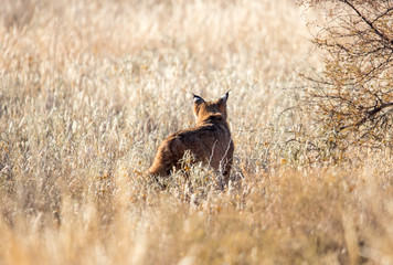 western lynx in grass field hunting