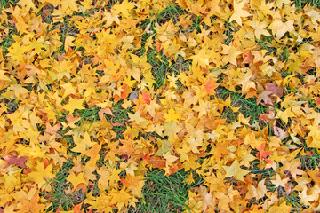 Yellow maple leaves on the ground