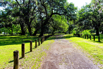 Fototapeta na wymiar Southern live oak trees in New Orleans Audubon park on sunny day with path trail to green Tree of Life in Garden District of Louisiana city