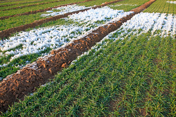 ice and snow in wheat fields