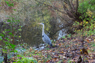 great heron in the wild