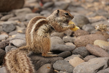 Streifenhörnchen isst 