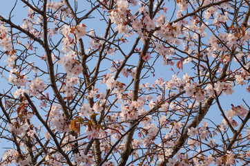 桜の花