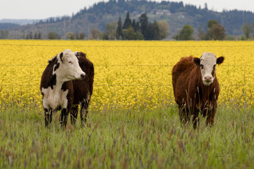 Two Hereford cows stand in front of a blossoming field of yellow turnip flowers