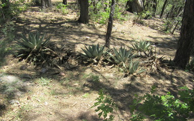 Group of Century plants
