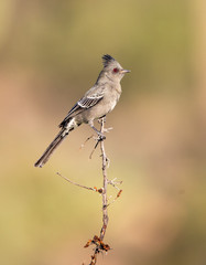 Obraz premium desert phainopepla in cacti 