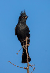 desert phainopepla in cacti 