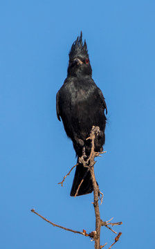 desert phainopepla in cacti 