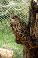 Owl in a tree in the zoo of Israel
