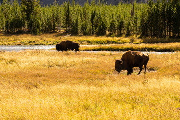 Bisons im Yellowstone Nationalpark