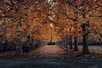 秋のプラタナス並木