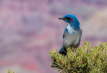 Blue Scrubjay i trees