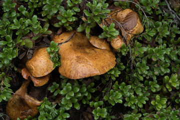 Brown mushrooms in the wild in autumn