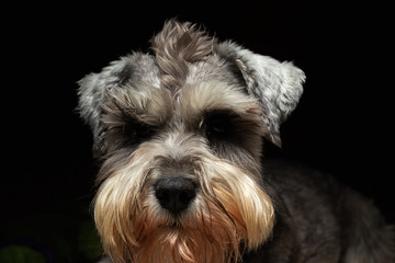 Portrait of a beautiful and cute gray dog. Cute animal schnauzer dog. Emotional portrait.pet, gray hair, dog, schnauzer,