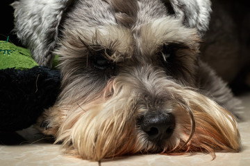 Naklejka na ściany i meble Portrait of a beautiful and cute gray dog. Cute animal schnauzer dog. Emotional portrait.pet, gray hair, dog, schnauzer,