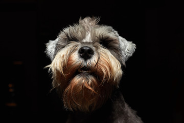 Portrait of a beautiful and cute gray dog. Cute animal schnauzer dog. Emotional portrait.pet, gray hair, dog, schnauzer,