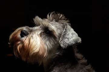 Portrait of a beautiful and cute gray dog. Cute animal schnauzer dog. Emotional portrait.pet, gray hair, dog, schnauzer,