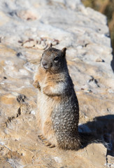 Grand Canyon ground squirrel 
