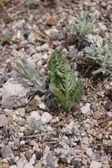 Pumice Moonwort