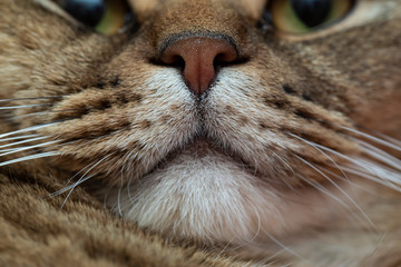 Nose of a British shorthair cat, with a blurry majestic look. Macro.