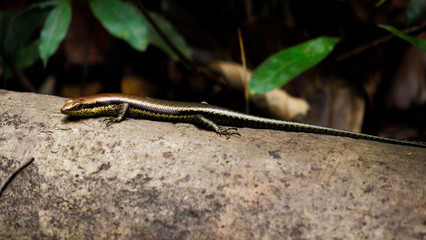 Amazon Skink