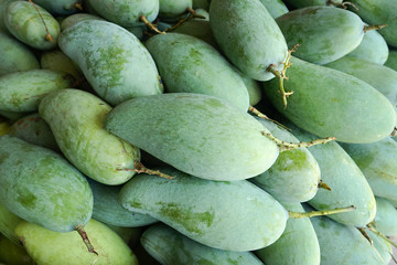 A pile of fresh green mangoes selling in street food market. Whole mangoes texture for food package design, green fruit background.