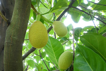The jackfruit tree and their leaf in background