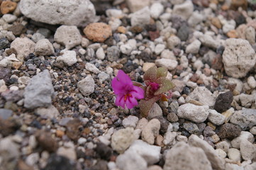 Dwarf Monkey Flower