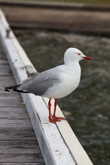 Seagull up close
