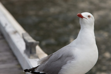 Seagull up close
