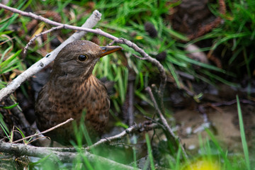 samiczka kosa w trawie
