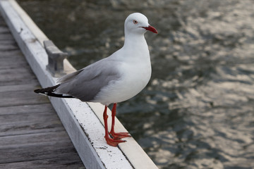 Seagull up close
