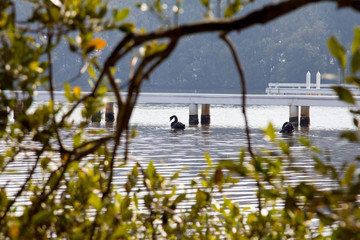 Pier and black swan