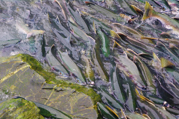Salmon Run - Sitka, Alaska