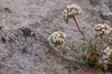 High Desert Flowers