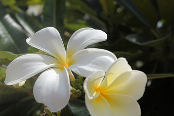 Fototapeta na wymiar close up of a white plumeria blossom