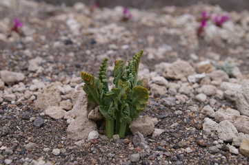 Pumice Moonwort
