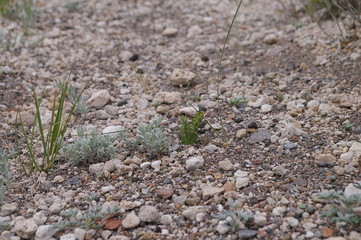 Pumice Moonwort