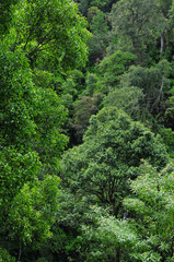 tree on the forest 1