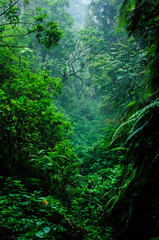 deep rain forest with mist tree day 1