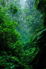 Fototapeten deep rain forest with mist tree day 1 © dera