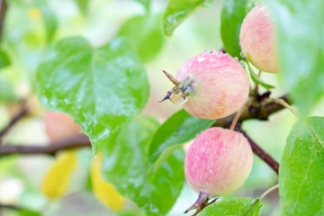 Red apples on a tree in garden, growing eco, organic products in the farm, countryside