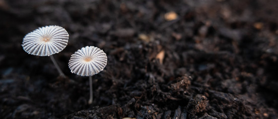 Pleated inkcap mushrooms or toadstools growing in brown soil with copy space on right