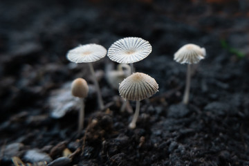 Pleated inkcap mushrooms (Parasola plicatilis) growing in autumn on brown soil in autumn